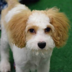 Cavapoo puppy for adoption in DE