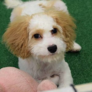 Cavapoo puppy for adoption in DC