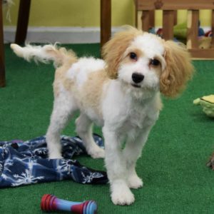 Cavapoo puppy for adoption in DE